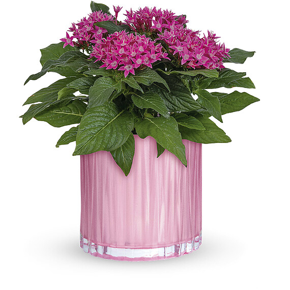 Shimmering Starcluster