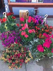 Annual Hanging Basket